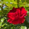 フォックス profil fotoğrafı