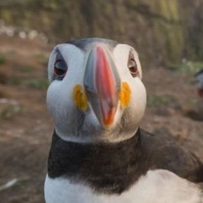 l_macareux's profile picture