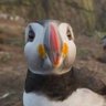 Фото профиля bright puffin