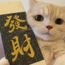 猫神's profile picture