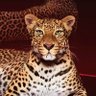 Фото профиля 2525neko