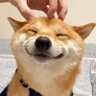 Profilbild von ゆりとバラとRiki