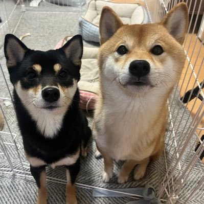 soy_azuki's profile picture