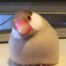 しゅしゅ 的头像
