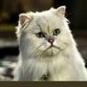 Snowbell's profile picture