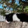 ねこの中のねこ 的头像