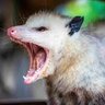 Skeptical Possum's profile picture