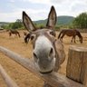 Profilbild von Kitoko