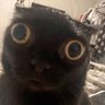 Profilbild von buggy
