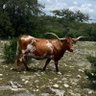 john palomino profil fotoğrafı
