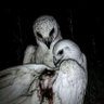 Profilbild von 黑沼爽子