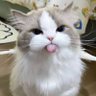 Paw_Juni 的头像