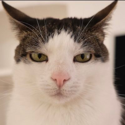 Crunchycat Luna's profile picture
