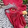 Klatu56 profil fotoğrafı