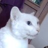 Profilbild von Angel