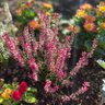 Фото профиля ElineT