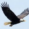 Patriot 的头像