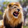 Фото профиля GabrielVeron22🦁🌱