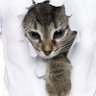 Фото профиля 悪い猫さんの憂鬱