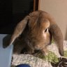 ピーチ profil fotoğrafı