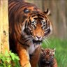 Si'Ijo_merana's profile picture