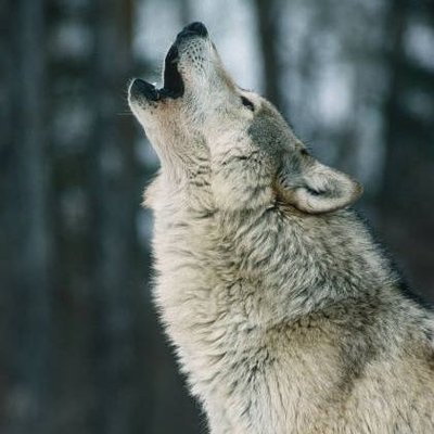 Western_Wolf🐺's profile picture
