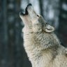 Profilbild von Western_Wolf🐺