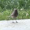 amico profil fotoğrafı