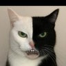Profilbild von Badluck