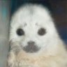Profilbild von 사피