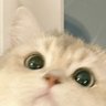 不割杰克猫 profil fotoğrafı