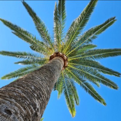 Khaled_Alnajar's profile picture