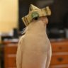 Фото профиля Capitalisticbird
