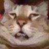I love tweeting's profile picture