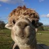 Profilbild von DiscoPotato404
