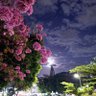 Rogerio Nova Floresta 的头像