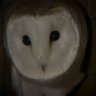 Profilbild von アイビー