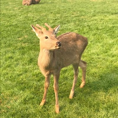Tingernu's profile picture