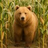 Profilbild von Oski IA