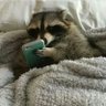 Meeko 🦝's profile picture