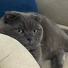 Profilbild von Duman