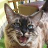 Domson San's profile picture