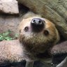 Фото профиля sloth