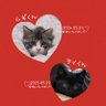 ムギ🐾ライ🐾 的头像