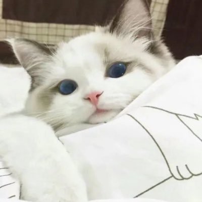 lydiacat77's profile picture