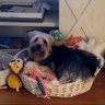 GrandmaAnnie profil fotoğrafı