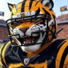 Dave Tucker 🇨🇦🍁🐯⚒️ profil fotoğrafı