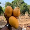 Mohammed Lamarana Diallo 的头像