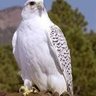 الصقر الجارح profil fotoğrafı