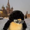 young bao buns's profile picture
